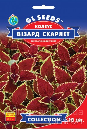 
	
	
	Это необычное растение с ярким бронзово-красным листьям и салатовой обводк. . фото 1