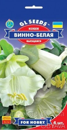 Кобея "Винно-белая" - это вьющееся растение с большими белыми цветами, которые и. . фото 1