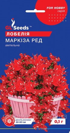 Лобелия Маркиза ред - цветочное растение с прекрасными цветами насыщенного бордо. . фото 2