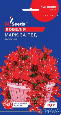 Лобелия Маркиза ред - цветочное растение с прекрасными цветами насыщенного бордо. . фото 1