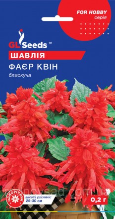 Шалфей Фаер Квин - замечательное растение с яркими цветами, которое добавляет св. . фото 2