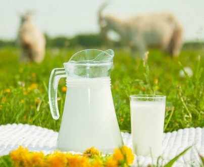 Продам свежее козье молоко!. Малин. фото 1 Продам свежее козье молоко!. Малин. фото 1