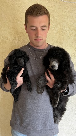 На фото є дві собаки

1. Карликовий пудель (хлопчик) сірого кольору, коли виро. . фото 6