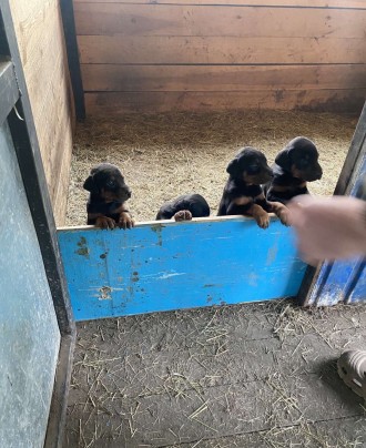 Продаються цуцики добермана.(07.04.23) 3 дівчат та 2 хлопчика. Добровеличковка. фото 1 Продаються цуцики добермана.(07.04.23) 3 дівчат та 2 хлопчика. Добровеличковка. фото 1