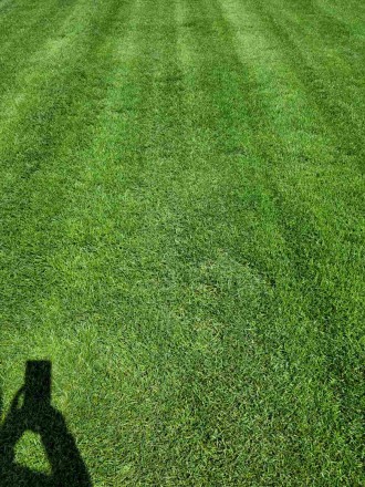 Партерний газон «Super Grass» - суміш трав:
40% Мятлик луговий сорт. . фото 2