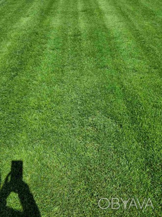 Партерний газон «Super Grass» - суміш трав:
40% Мятлик луговий сорт. . фото 1