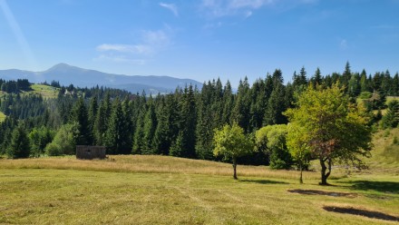 Автентична карпатська архітектура, безкрає пасовисько з корівками та різнотрав&#. . фото 4