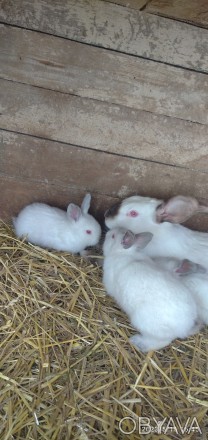 Кролики самець і самка каліфорнія, самки термунця білого