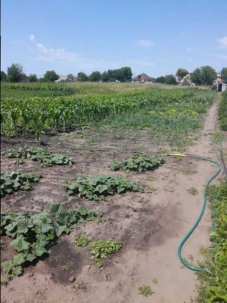 Продам участки в Березановке ул. Красносельская. Дніпро. фото 1 Продам участки в Березановке ул. Красносельская. Дніпро. фото 1