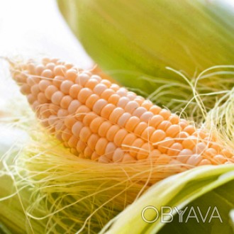 Насіння кукурудзи Меган – це гібрид від оригінатора Маїсадур Семенс (MAISA. . фото 1