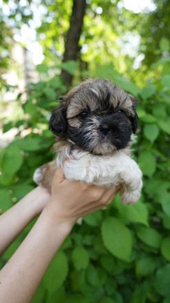 Продам щенка ши-тцу. Киев. фото 1 Продам щенка ши-тцу. Киев. фото 1