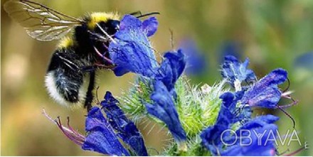 Насіння синяка звичайного, 500 грам Синяк (Echium) – дворічна рослина сімейства . . фото 1