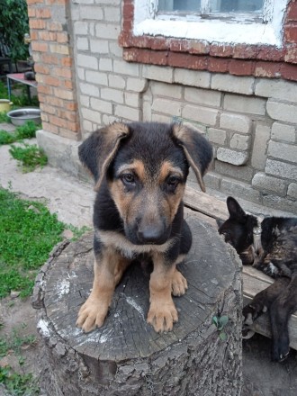 Немецкая овчарка. Кривой Рог. фото 1 Немецкая овчарка. Кривой Рог. фото 1