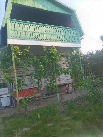 продаю дачу сады 4 за коренихой  участок 4сотки фруктовые деревья виноград бак д. Заводской. фото 2