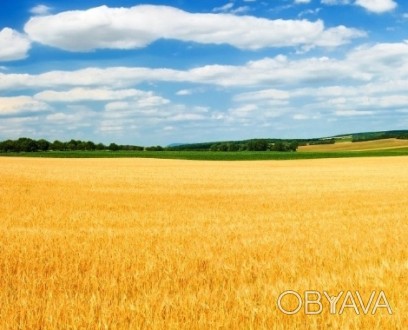 Пропонуємо купити в Одеській обл землю сільськогосподарського призначення 150 га. . фото 1