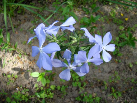 корневища флоксів від 15 грн 
Блакитний підходить для тіні, напівтіні. цвіте у . . фото 5