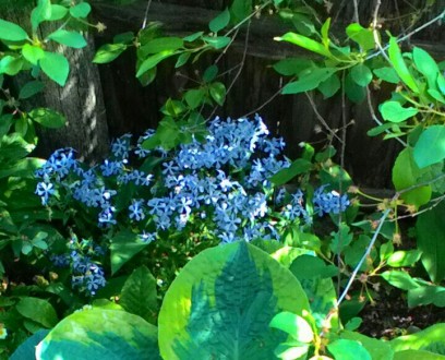 корневища флоксів від 15 грн 
Блакитний підходить для тіні, напівтіні. цвіте у . . фото 7