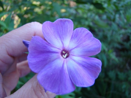 корневища флоксів від 15 грн 
Блакитний підходить для тіні, напівтіні. цвіте у . . фото 3
