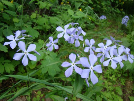 корневища флоксів від 15 грн 
Блакитний підходить для тіні, напівтіні. цвіте у . . фото 6