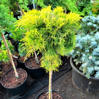 Можжевельник Голден Джой / Juniperus squamata Golden Joy
Можжевельник Голден Джо. . фото 2