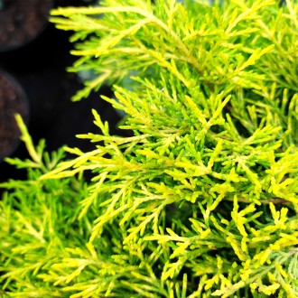 Можжевельник Голден Джой / Juniperus squamata Golden Joy
Можжевельник Голден Джо. . фото 8