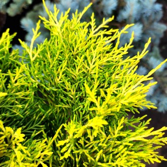 Можжевельник Голден Джой / Juniperus squamata Golden Joy
Можжевельник Голден Джо. . фото 3
