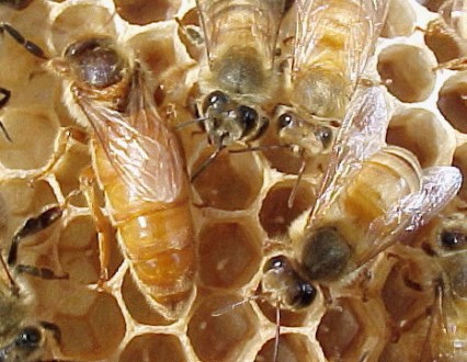 З початку червня по вересень 2024 року приймаємо замовлення на бджоломаток пород. . фото 2