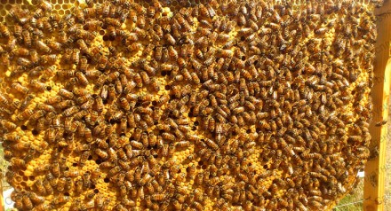 З початку червня по вересень 2024 року приймаємо замовлення на бджоломаток пород. . фото 3