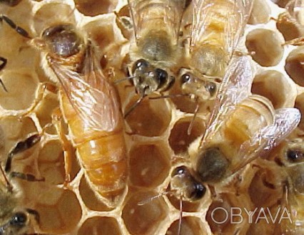 З початку червня по вересень 2024 року приймаємо замовлення на бджоломаток пород. . фото 1