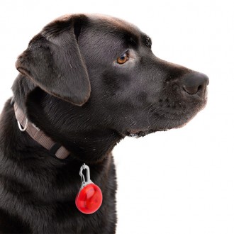 LED подвеска на ошейник от Friend — кулон безопасности для вашего пса
Иметь дома. . фото 6