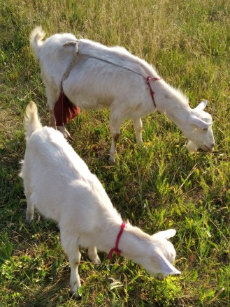 Дружелюбні козлята:біленькій 3місяці,а сірекому хлопчику і коричневій дівчинці п. . фото 2