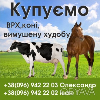 Купуємо ВРХ КОНЕЙ БИЧКІВ в Житомирській та Київській областях
