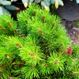 Сосна горная Мугус / Pinus mugo mughus
Кустарниковая форма горной сосны. Распрос. . фото 4