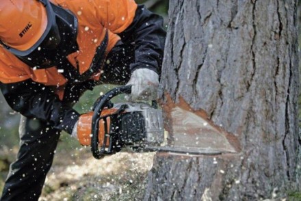 При обрезке дерева, мы предпринимаем все меры безопасности и осторожности, выпол. . фото 2