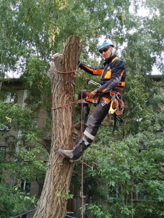 При обрезке дерева, мы предпринимаем все меры безопасности и осторожности, выпол. . фото 3