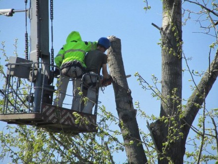 При обрезке дерева, мы предпринимаем все меры безопасности и осторожности, выпол. . фото 4