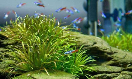 Продам аквариумные растения
Бликса японика (Blyxa japonica).
Бликса японская &. . фото 2