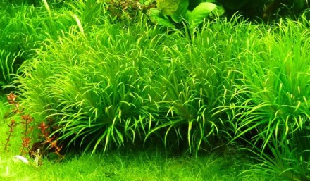 Продам аквариумные растения
Бликса японика (Blyxa japonica).
Бликса японская &. . фото 3