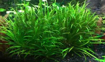 Продам аквариумные растения
Бликса японика (Blyxa japonica).
Бликса японская &. . фото 5