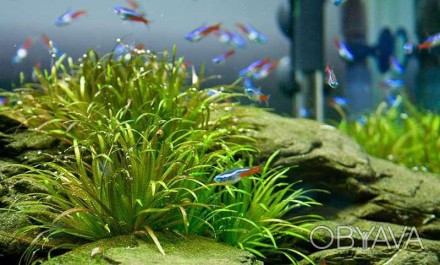 Продам аквариумные растения
Бликса японика (Blyxa japonica).
Бликса японская &. . фото 1