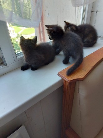 Дарю котят. Суми. фото 1 Дарю котят. Суми. фото 1