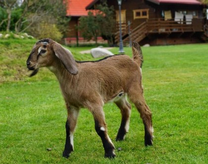 Англо-нубийская порода коз относится к мясомолочному направлению. Она одна из др. . фото 4
