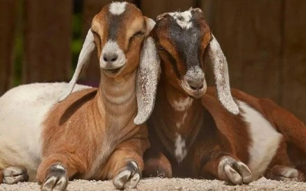 Англо-нубийская порода коз относится к мясомолочному направлению. Она одна из др. . фото 2