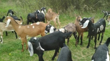 Англо-нубийская порода коз относится к мясомолочному направлению. Она одна из др. . фото 3