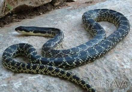 На сегодняшний день хорошо известны и изучены более трех тысяч видов змей, объед. . фото 1
