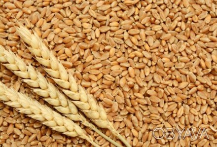 Насіння, пшениця озима- Благодарка, Мудрість Одеська, Шестопалівка, Фортеця та і. . фото 1