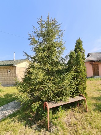 Продам будинок 186 м кв, 53 соток, с. Рудня - Тальська, Вишгородський район, Киї. . фото 17