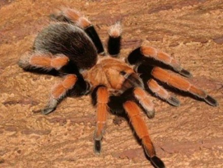 
	Aphonopelma bicoloratum - является одним из самых ярких пауков своего рода. Вд. . фото 4