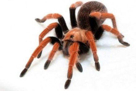
	Aphonopelma bicoloratum - является одним из самых ярких пауков своего рода. Вд. . фото 3