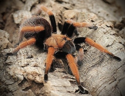 
	Aphonopelma bicoloratum - является одним из самых ярких пауков своего рода. Вд. . фото 5